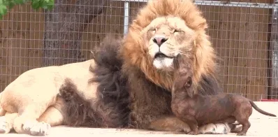 A dachshund licking a lion. They are best friends.